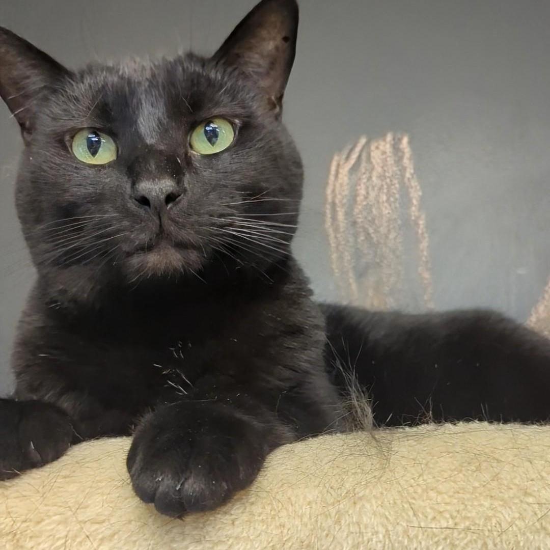 An adult large-sized male Black Domestic Short Hair cat named Valentino for adoption in West Jefferson, OH