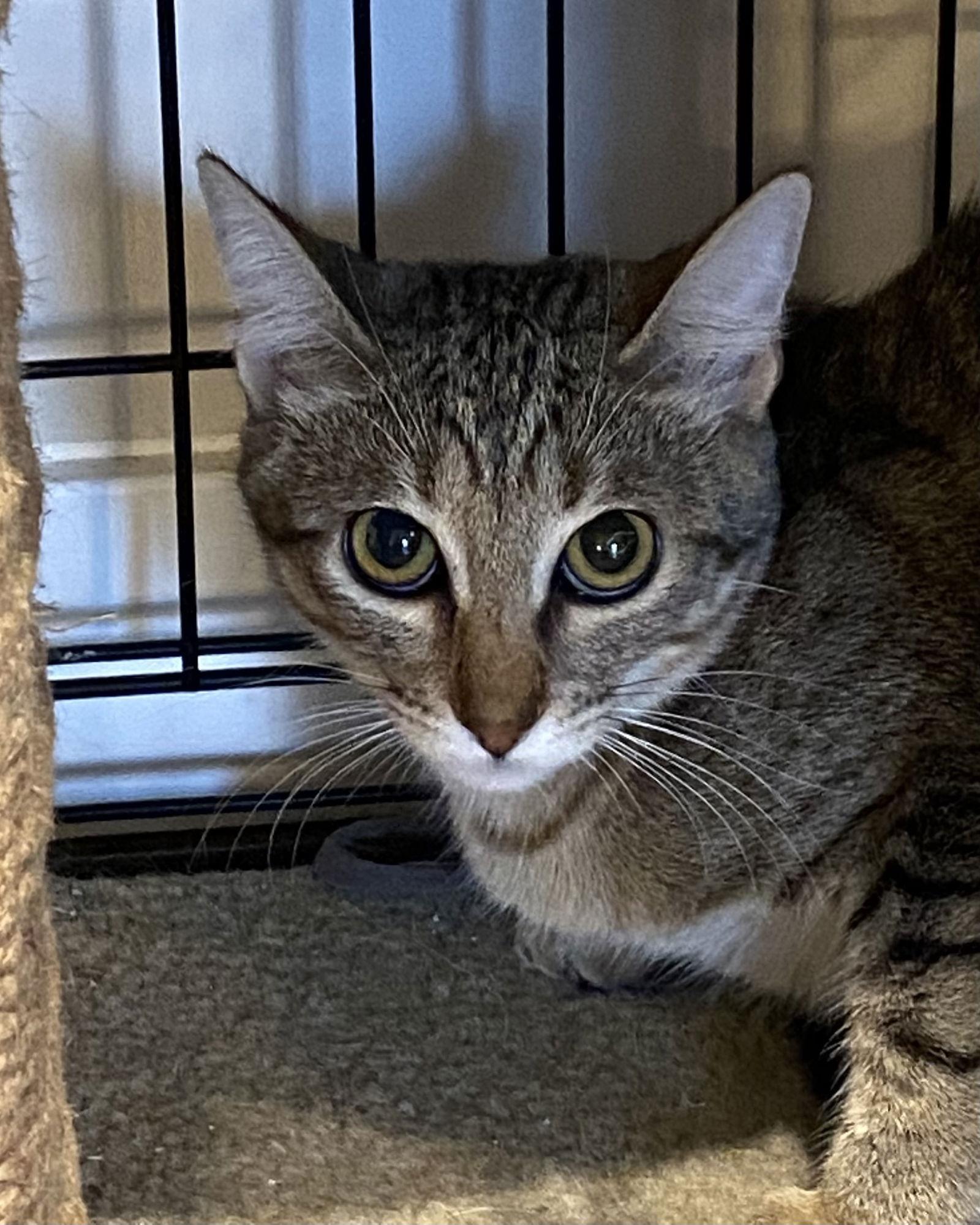 A young medium-sized male Domestic Short Hair cat named Willie for adoption in Tampa, FL