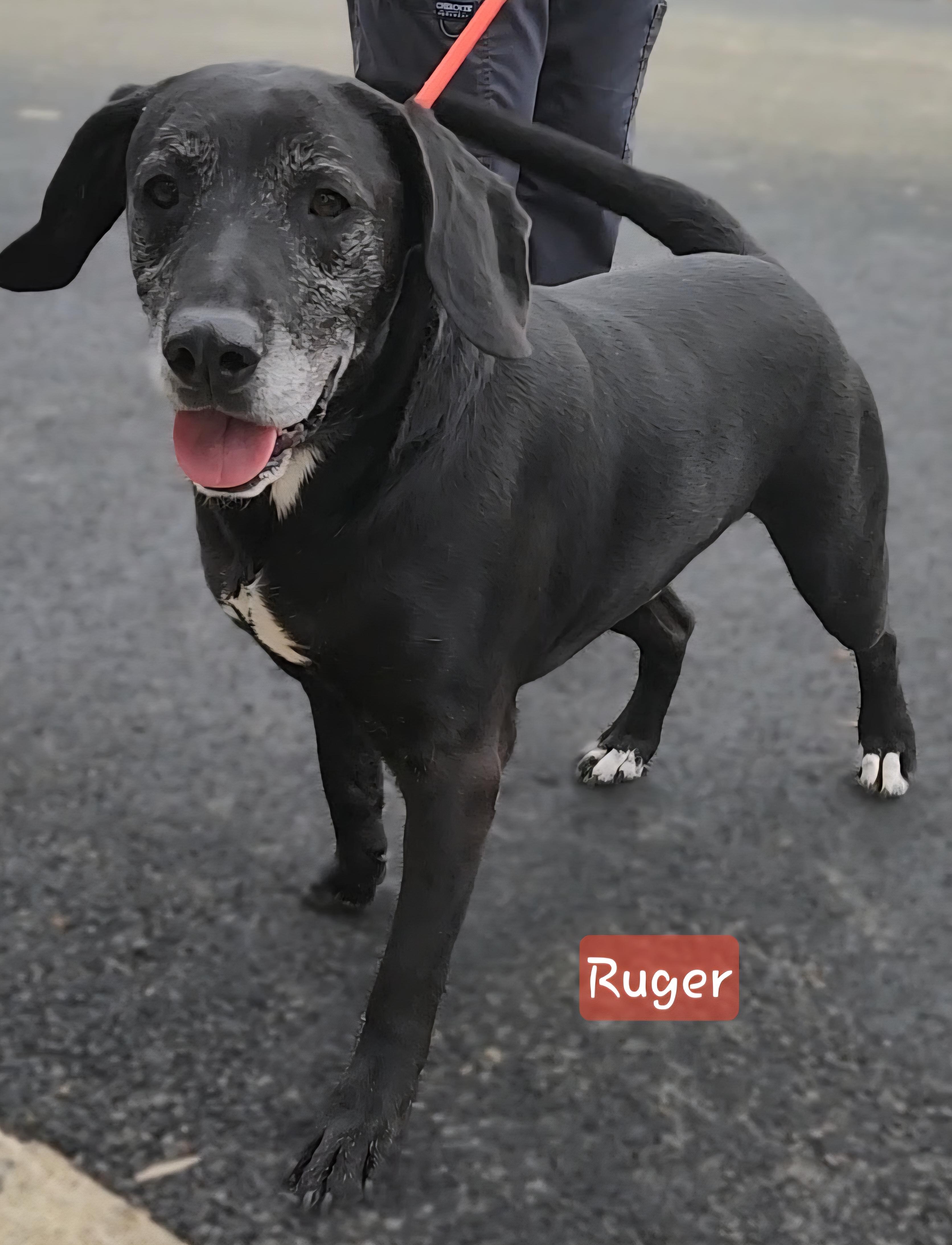 Ruger Cell Dog