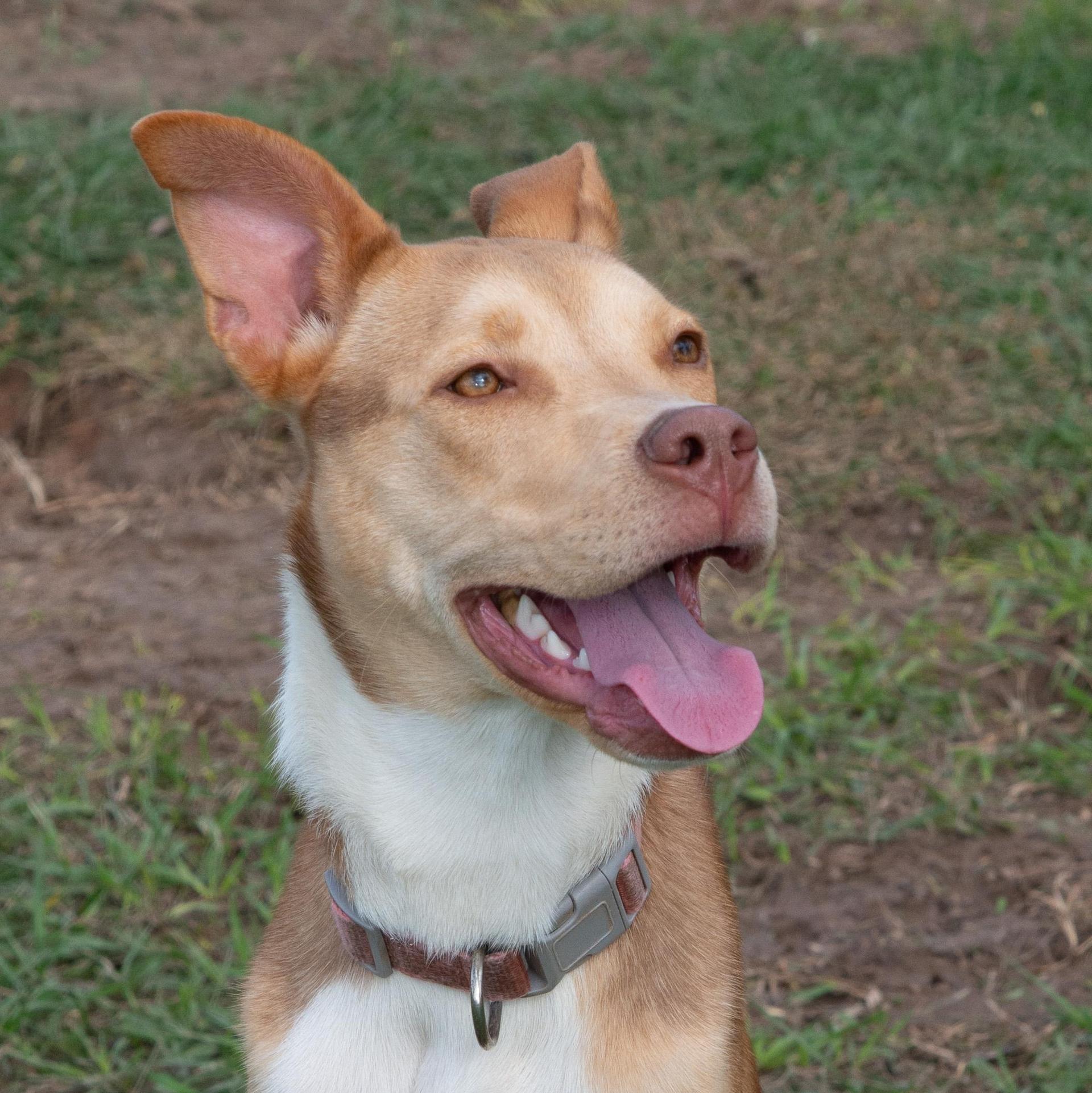 A young medium-sized female Bicolor German Shepherd Dog dog named Gina for adoption in Richmond, TX