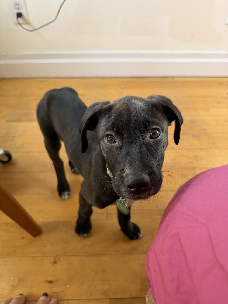 A baby large-sized female Black Labrador Retriever dog named Darcy for adoption in Manhattan, NY