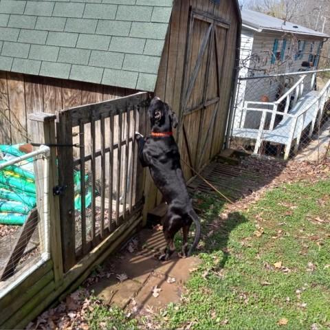 Lickey Mickey photo 1