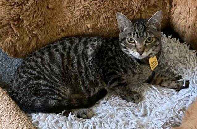 Phantom Independent And