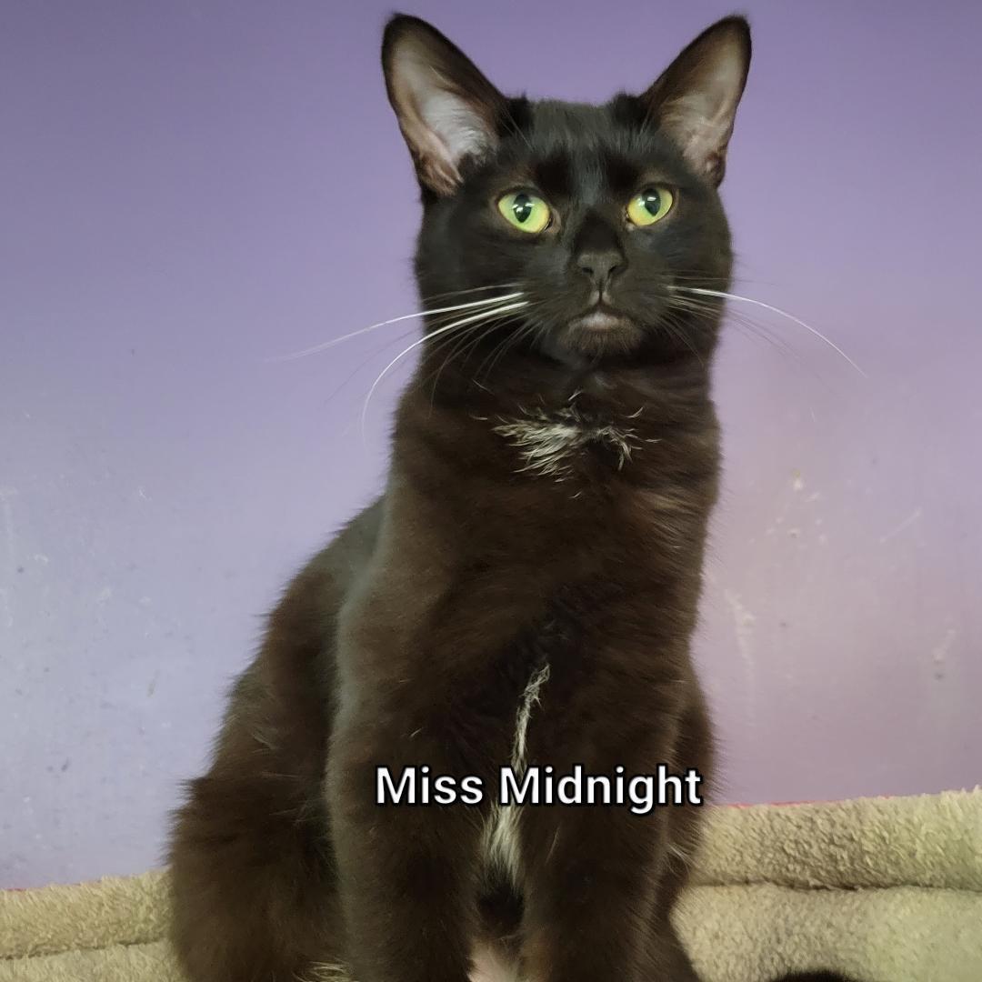 Miss Midnight