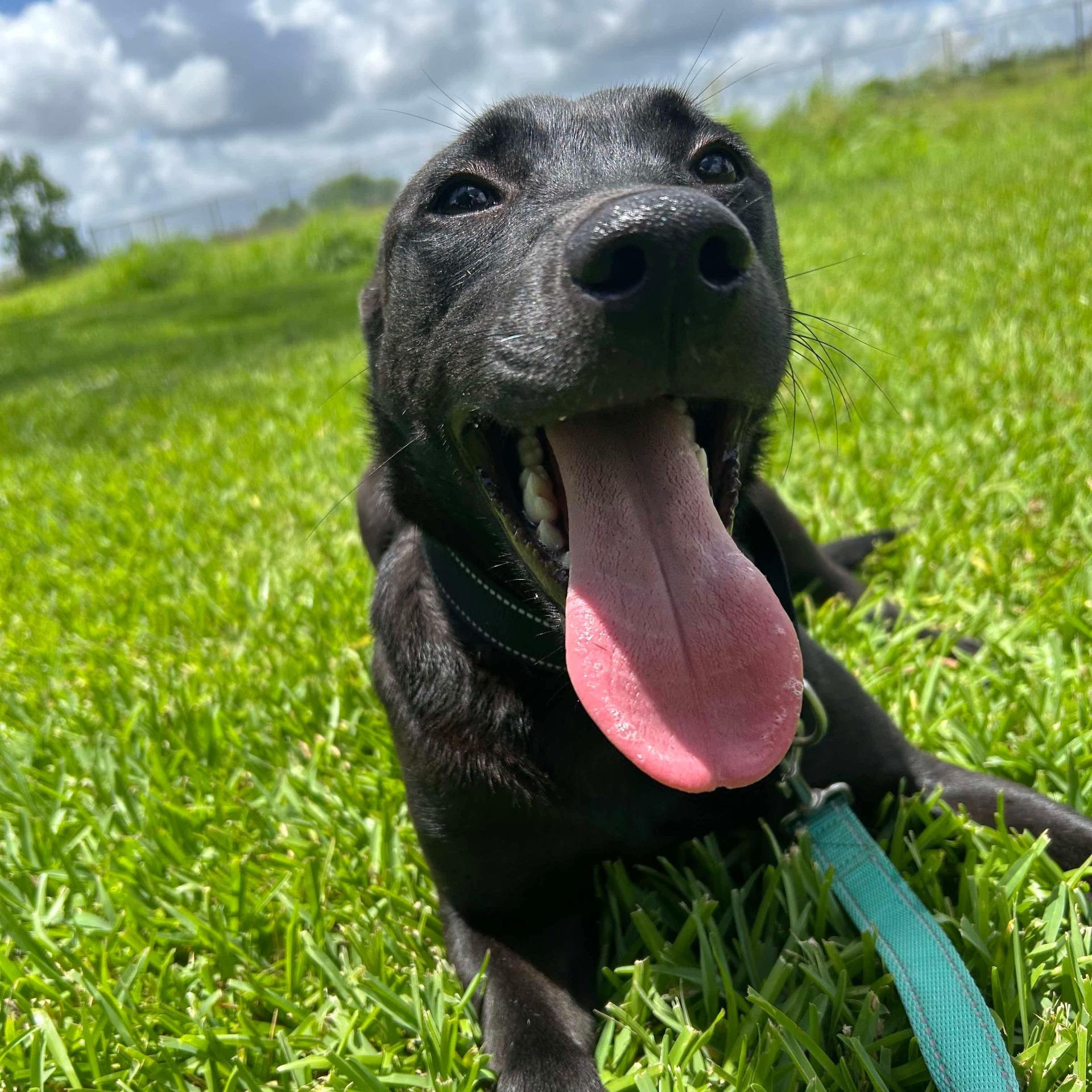 A young medium-sized male Black Pit Bull Terrier dog named Raiden for adoption in Pearland, TX