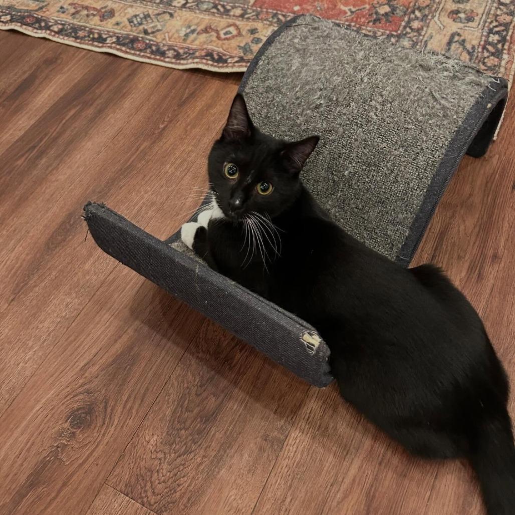 Ozzy Porkchop photo 1