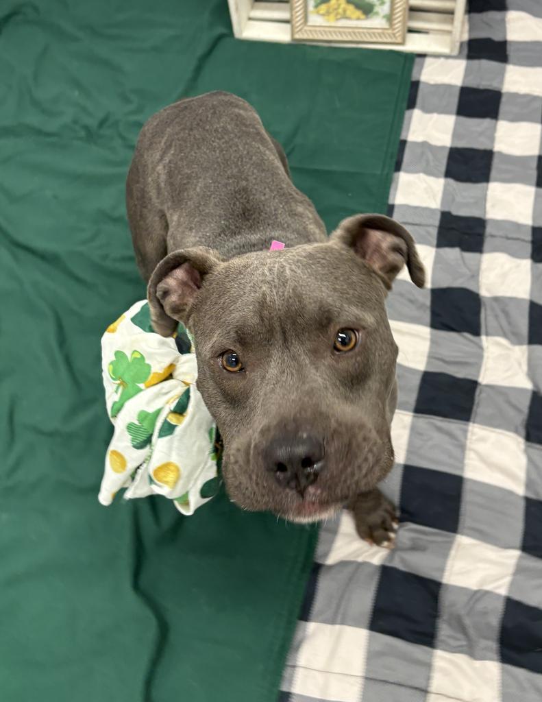 Riverdance Ruffles photo 1