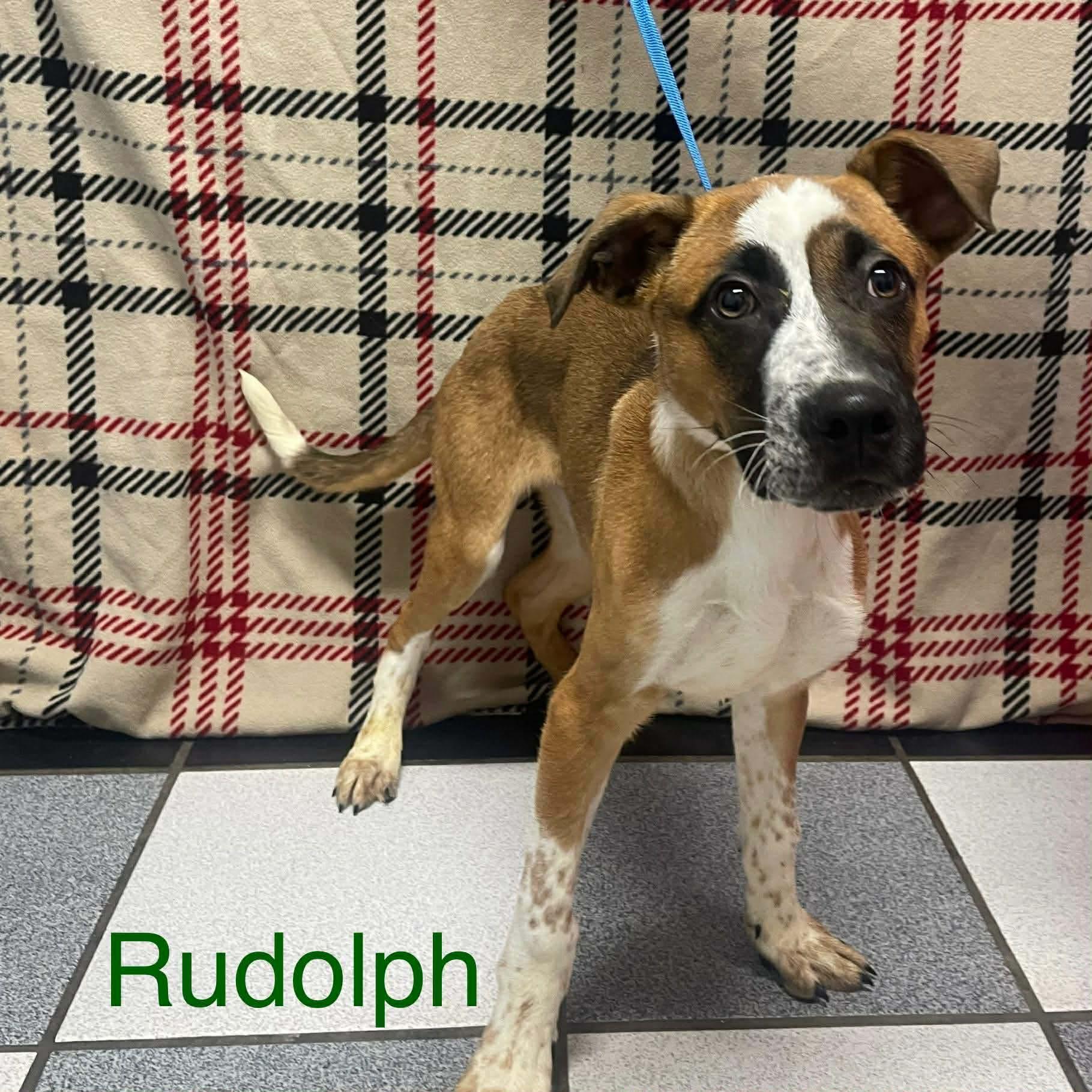 Reindeer Litter Puppies