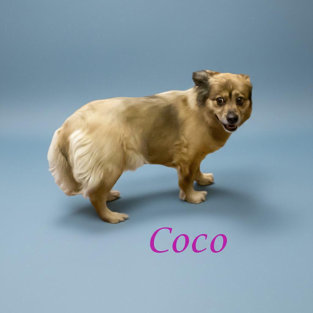 Coco D