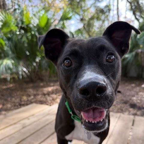 An adult medium-sized female Mixed Breed dog named Cherry for adoption in Charleston, SC