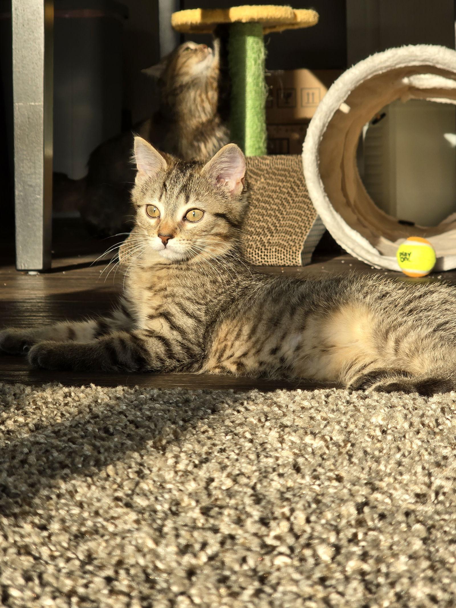 A baby medium-sized female Domestic Medium Hair cat named C Litter Astrid for adoption in Livonia, MI