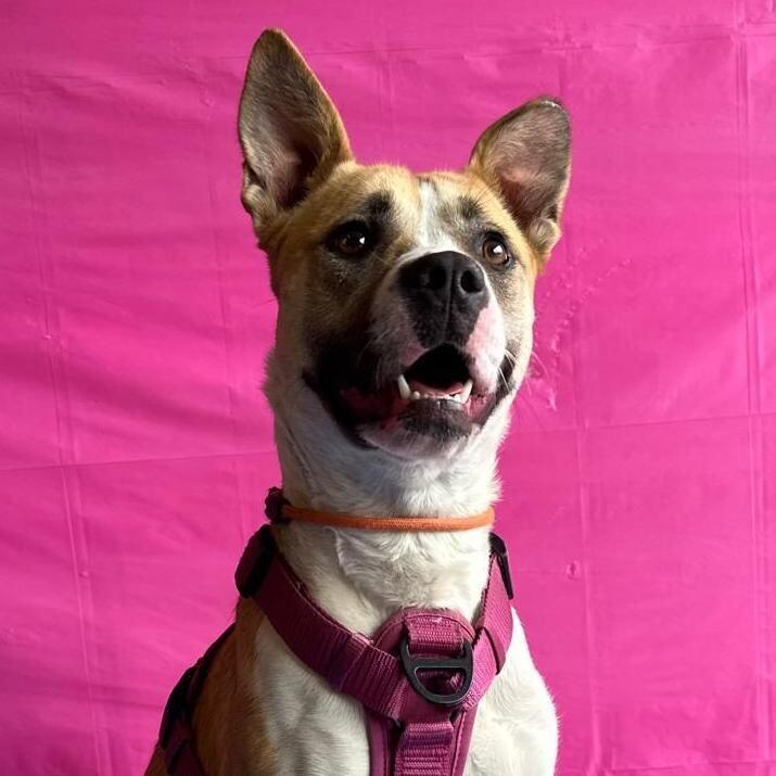 A young medium-sized female White / Cream Labrador Retriever dog named Reese for adoption in Carlsbad, CA