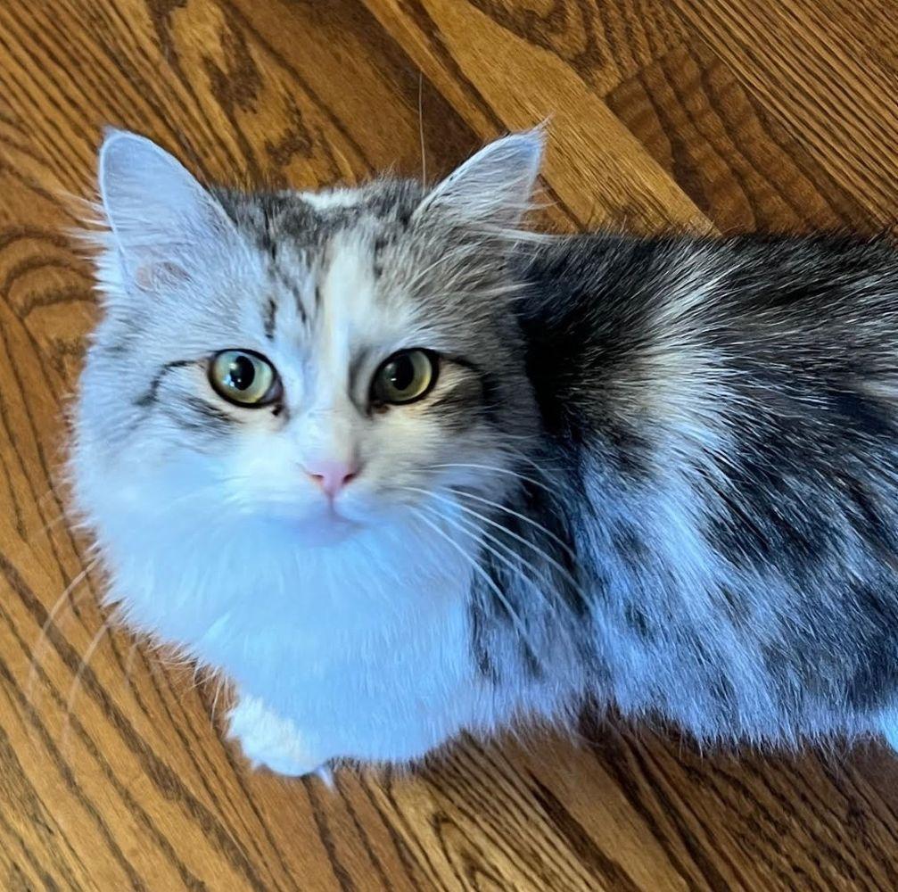 Bitsy Beautiful Silver