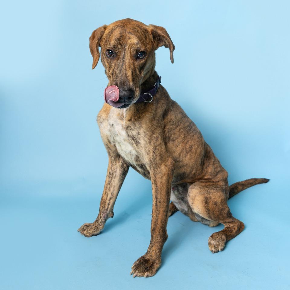 Drew With The Golden photo 1