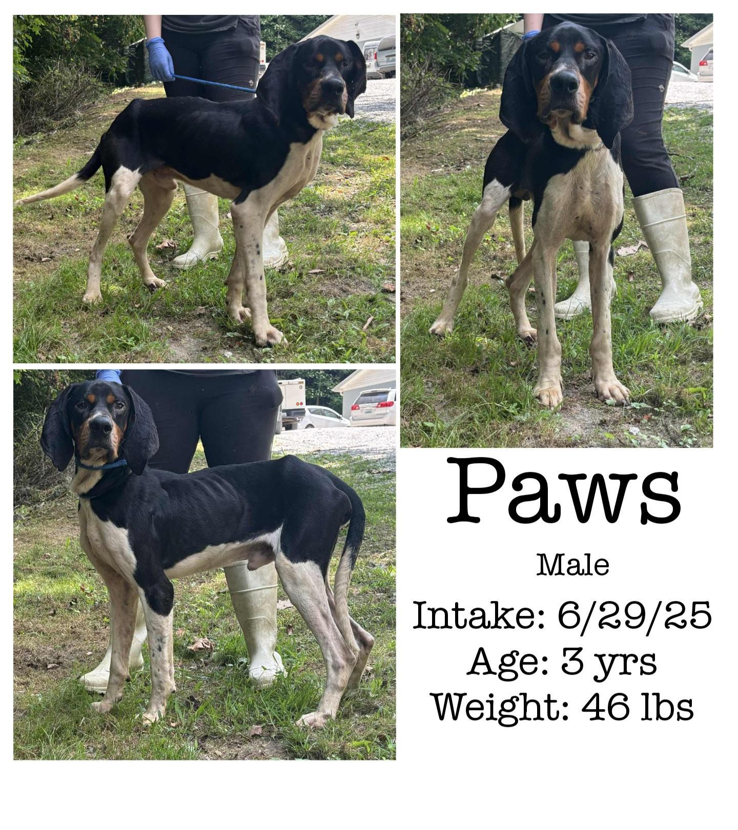 A young medium-sized male Tricolor (Brown, Black, & White) Black and Tan Coonhound dog named Paws for adoption in Staffordsville, KY