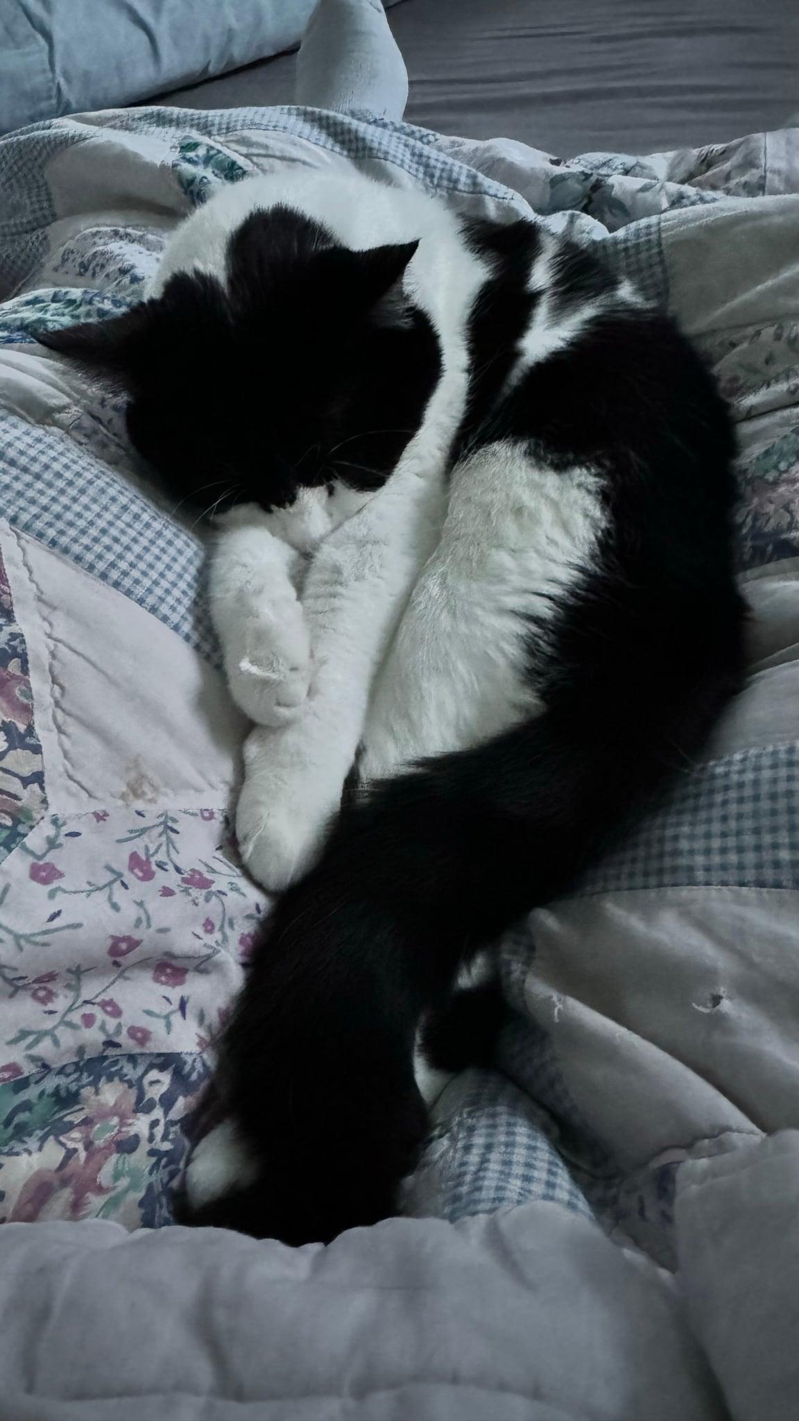 Rigatoni & Bucatini Bonded