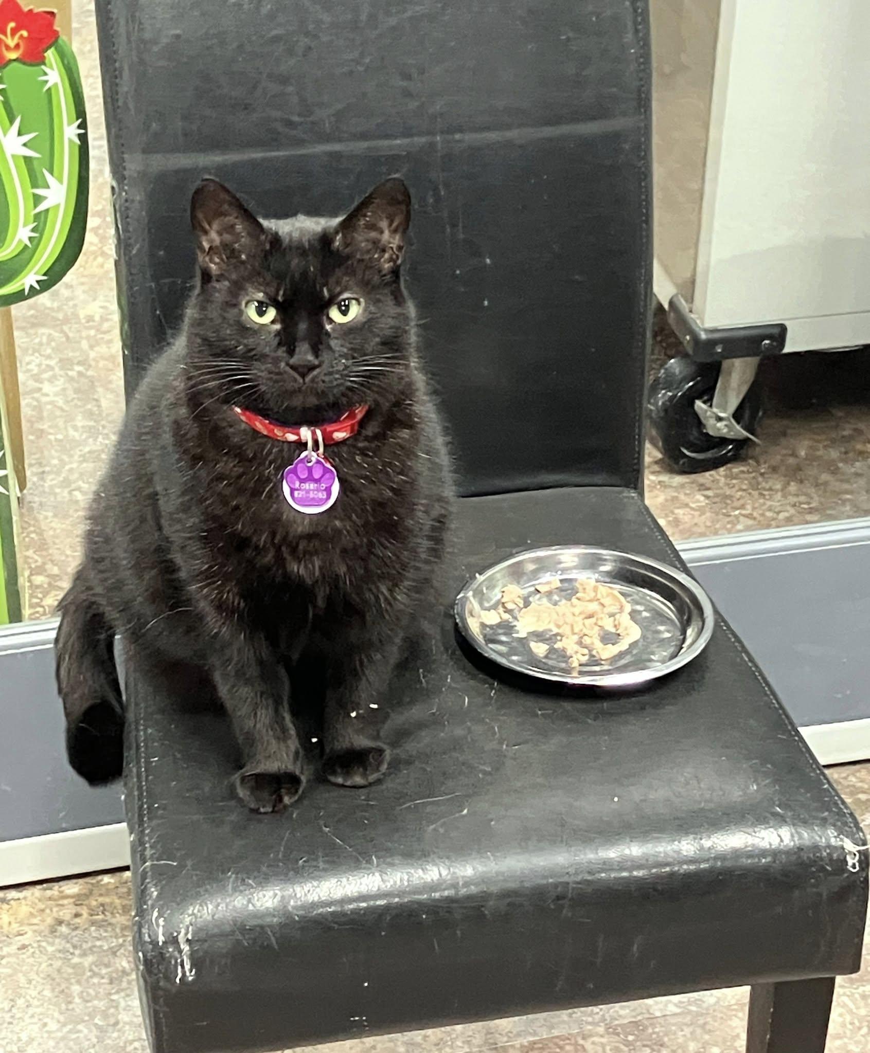 Rosario Purrmanent Resident photo 1