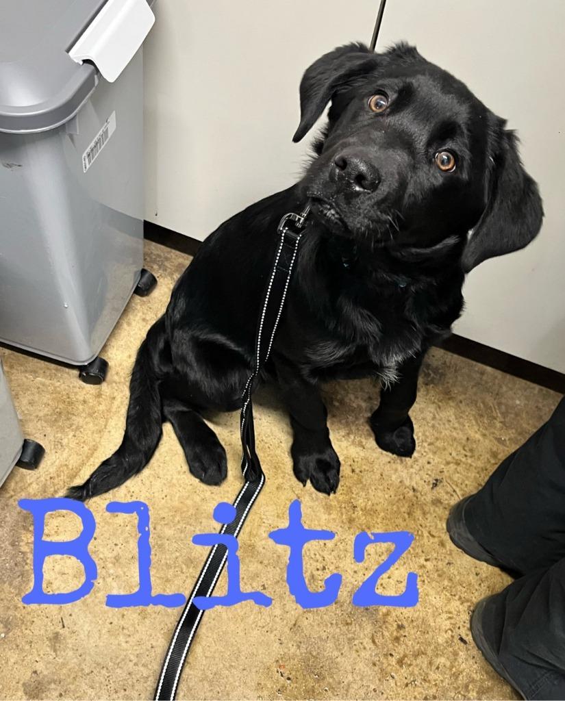 Blitz