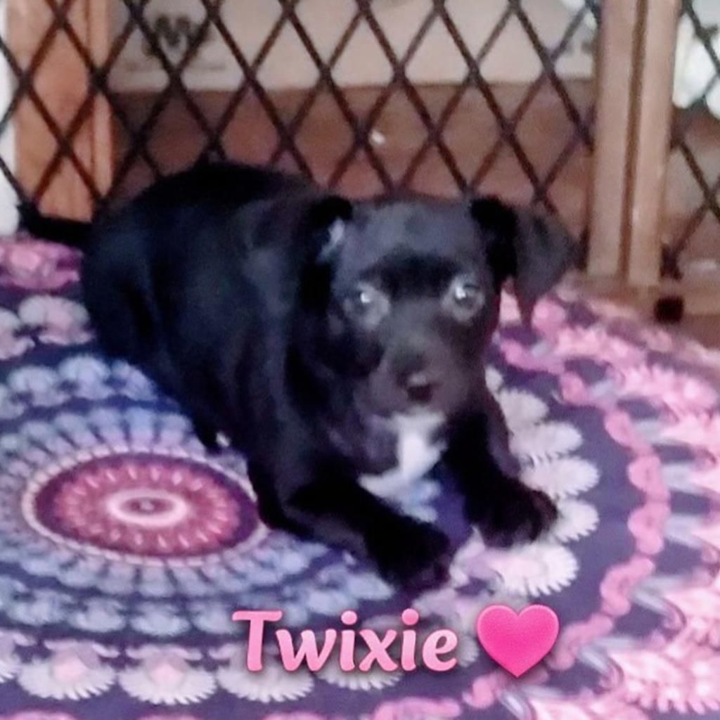 Twixie