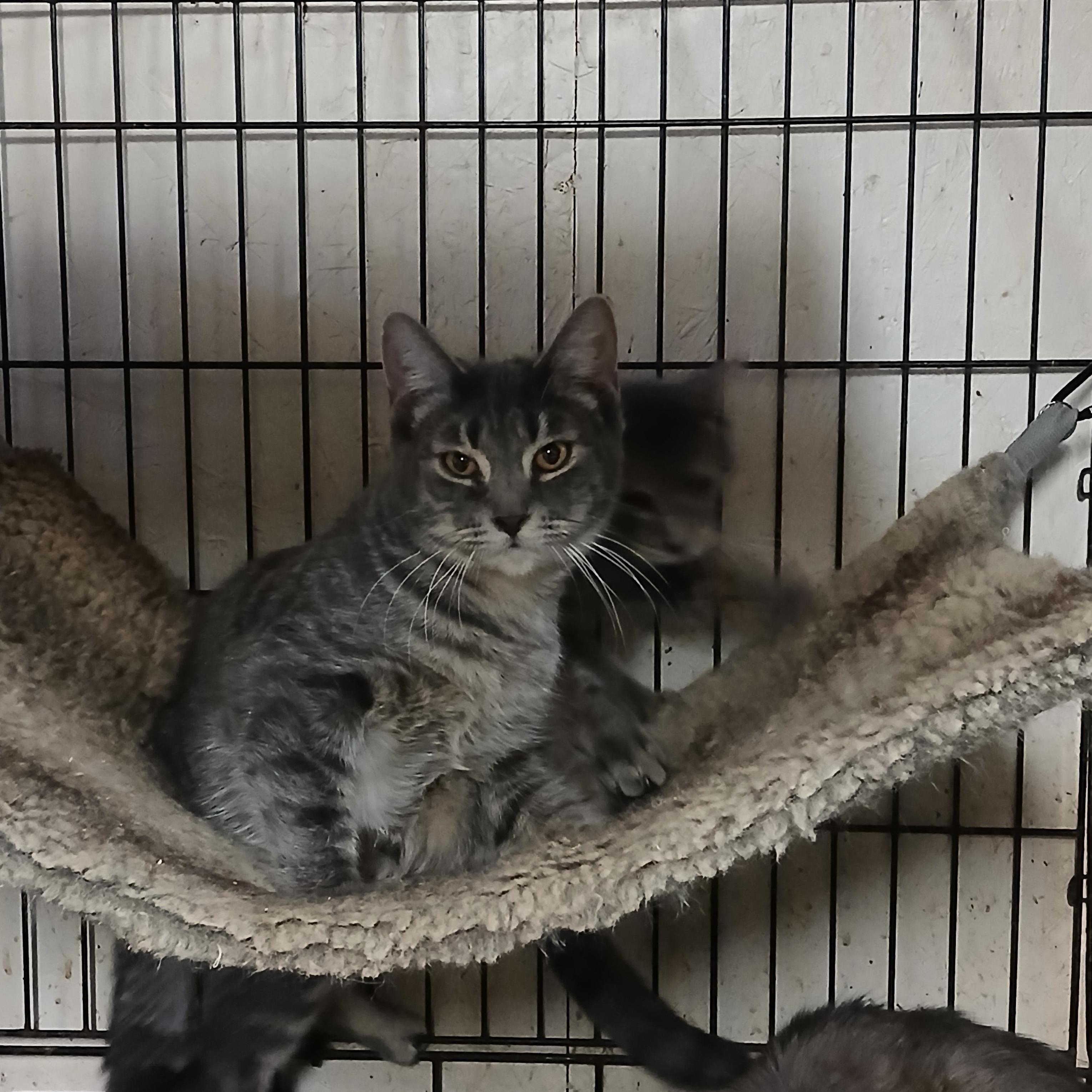 Legrand Dr. Torchlight