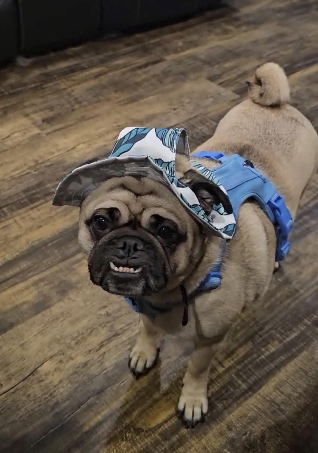 An adult medium-sized male Pug dog named Tater for adoption in Cuyahoga Falls, OH
