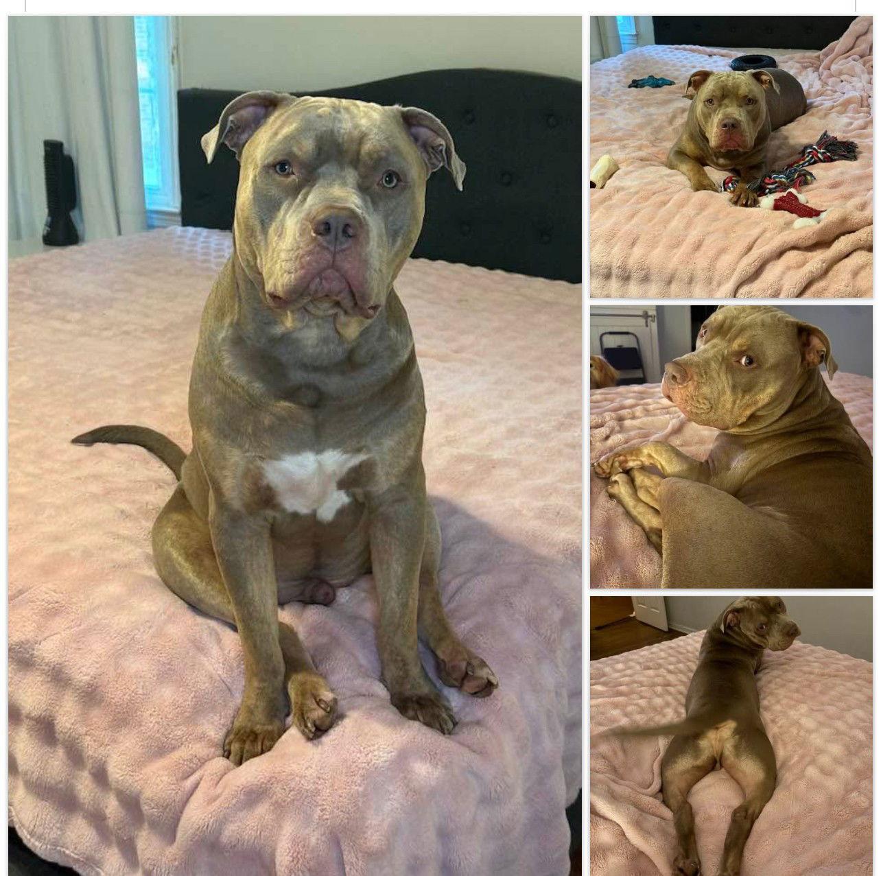 Rocky Brindle Beauty