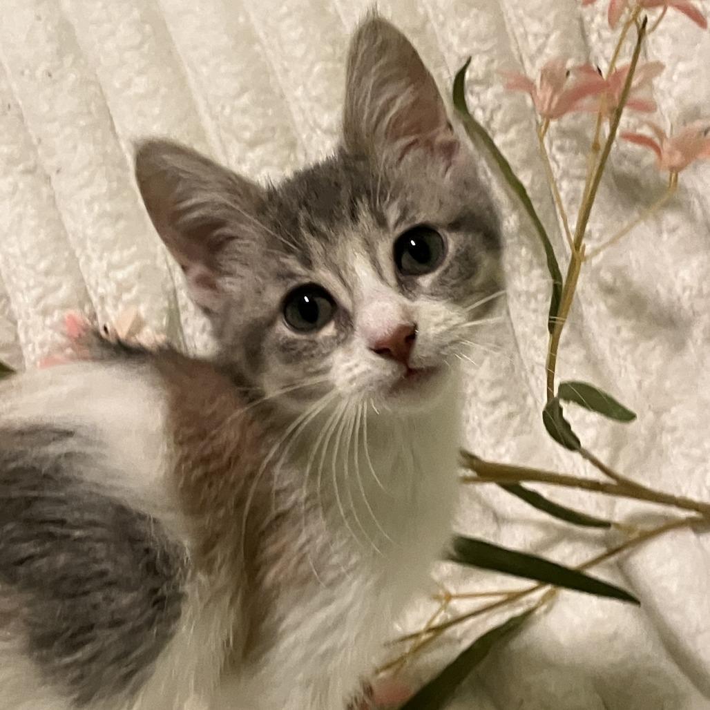 Lovely Limited Edition