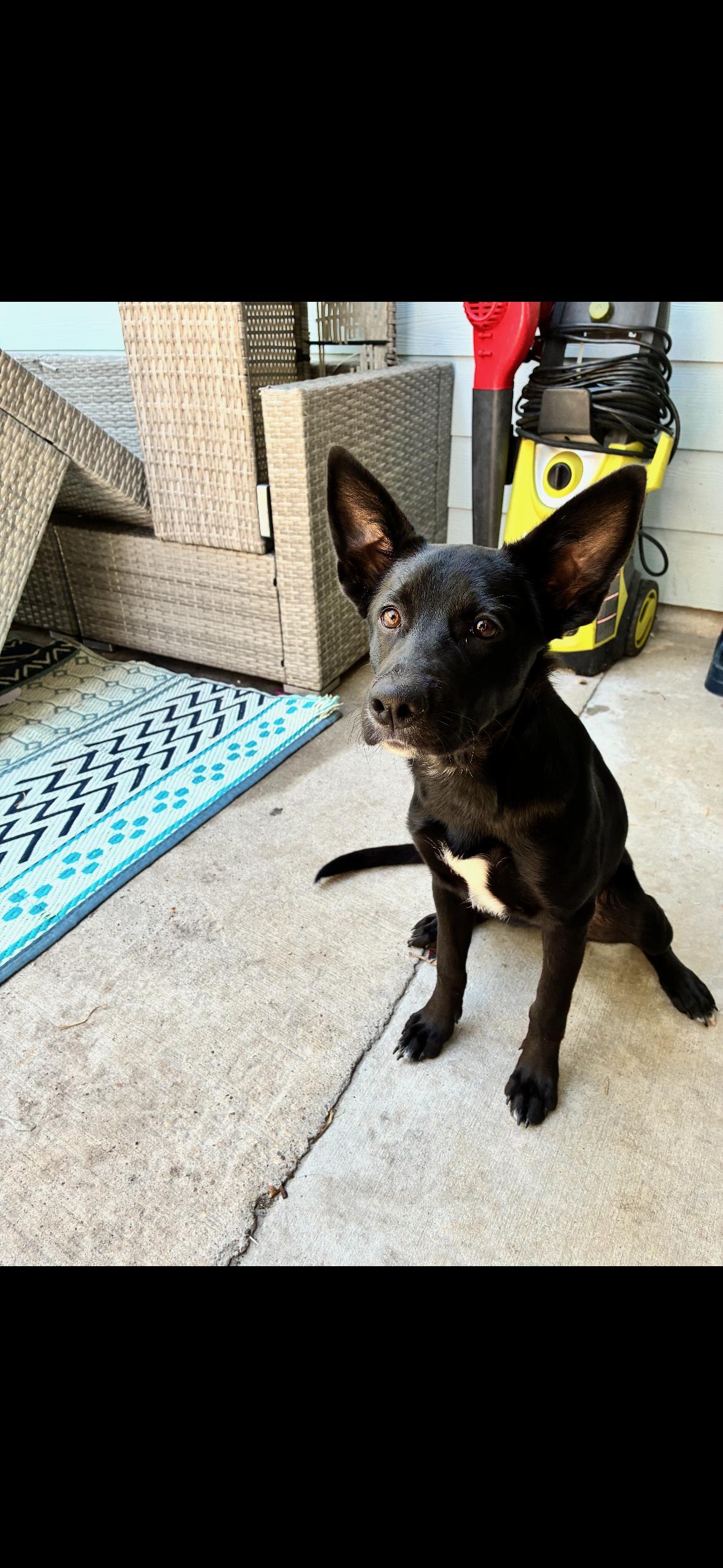 A baby large-sized female Black Anatolian Shepherd dog named Harper for adoption in Harlingen, TX
