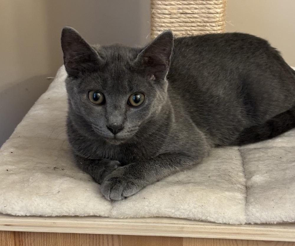 Pattyshyneed Cat Companion