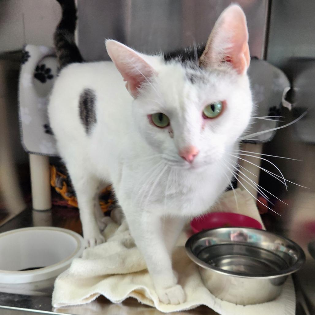 An adult large-sized male White Domestic Short Hair cat named Ritz for adoption in Grand Rapids, MI