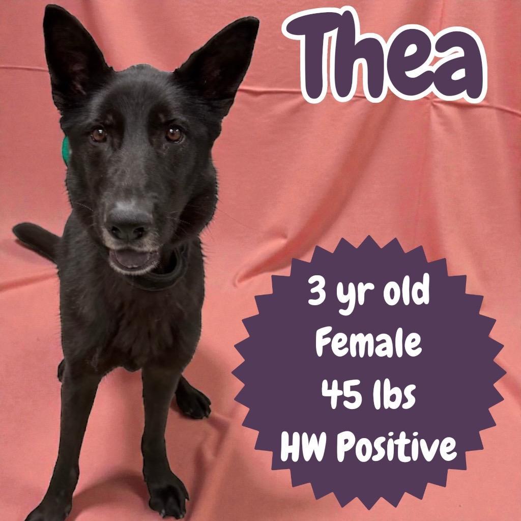 Thea