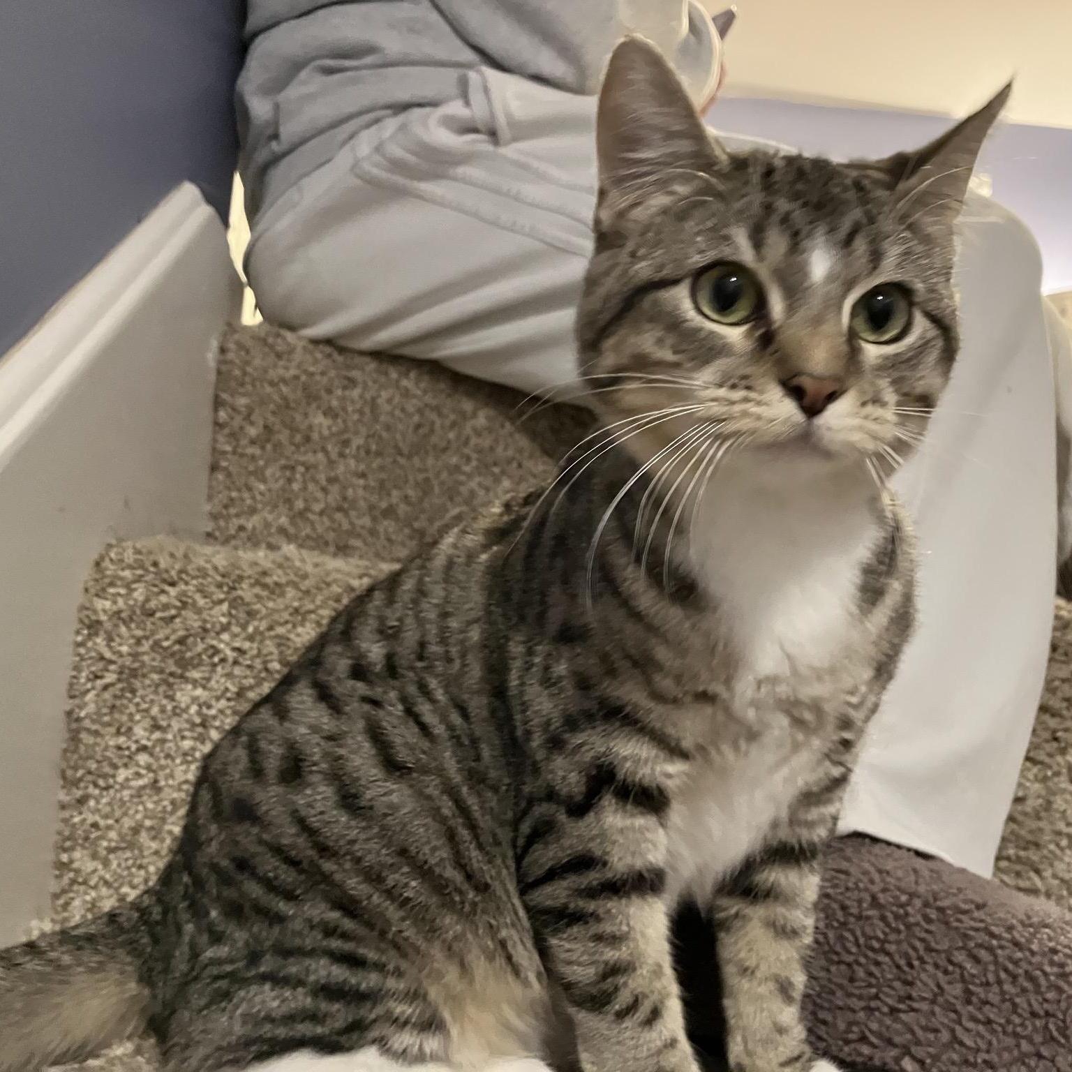 Honey Short Stack Sweet