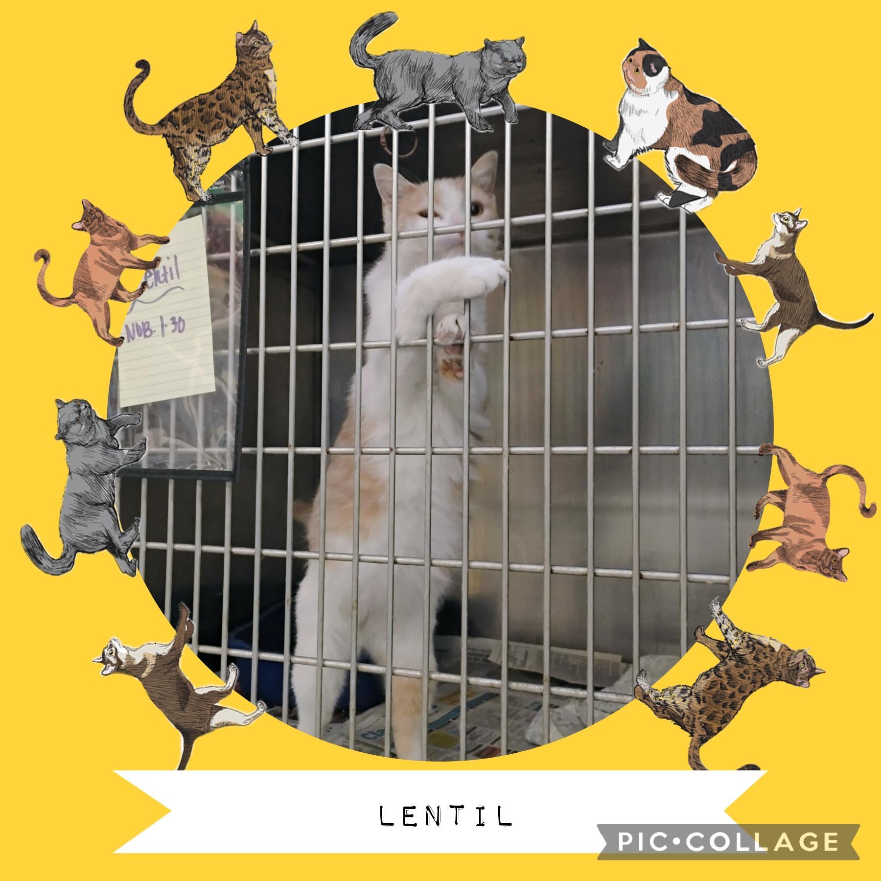 Lentil