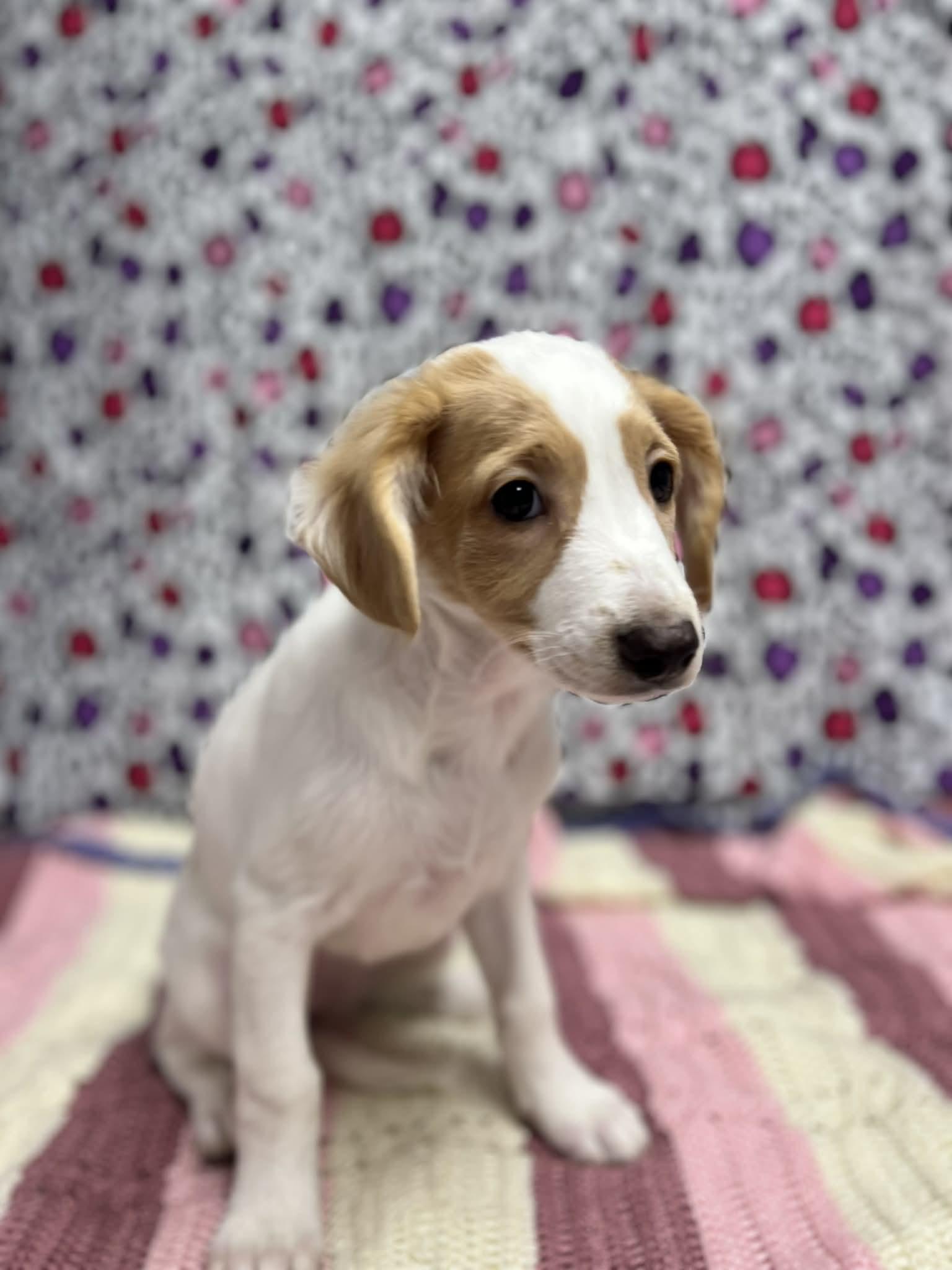 Dorothy The Basset Puppy