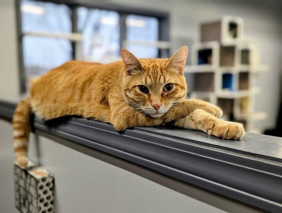 Nimba The Spectacular