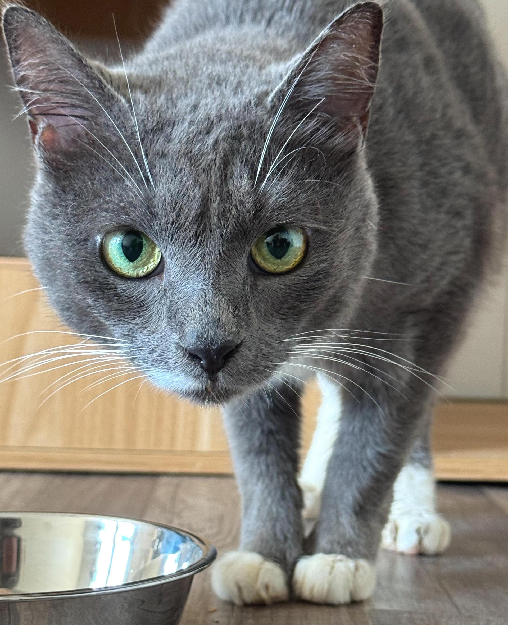 An adult small-sized female Gray & White Russian Blue cat named Sashimi for adoption in Hilton Head Island, SC