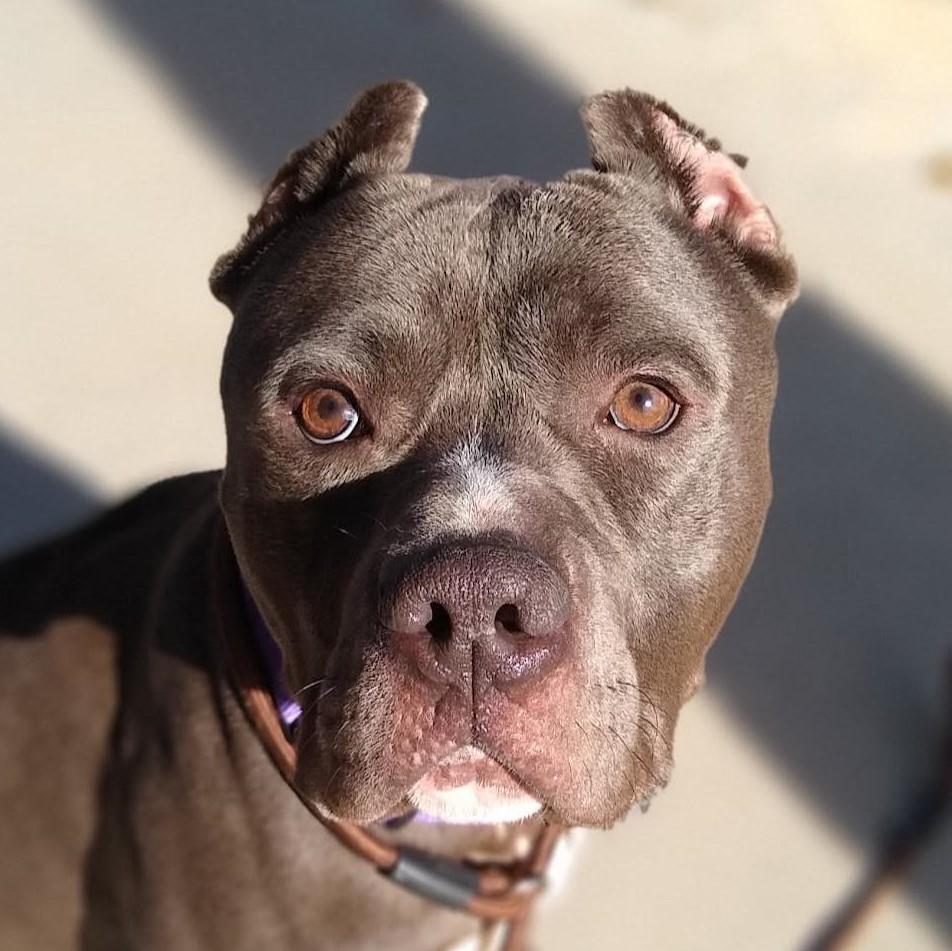 An adult large-sized male Gray / Blue / Silver Pit Bull Terrier dog named Lucas for adoption in Zuni, VA