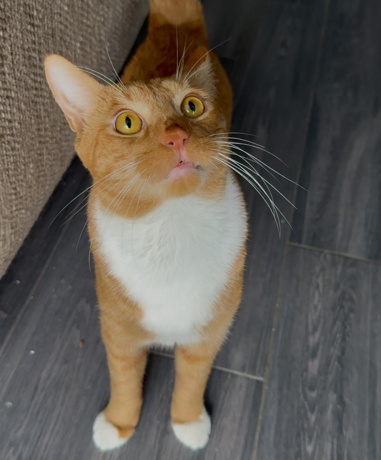 An adult medium-sized male Orange & White Tabby cat named Pugsley for adoption in Miami, FL