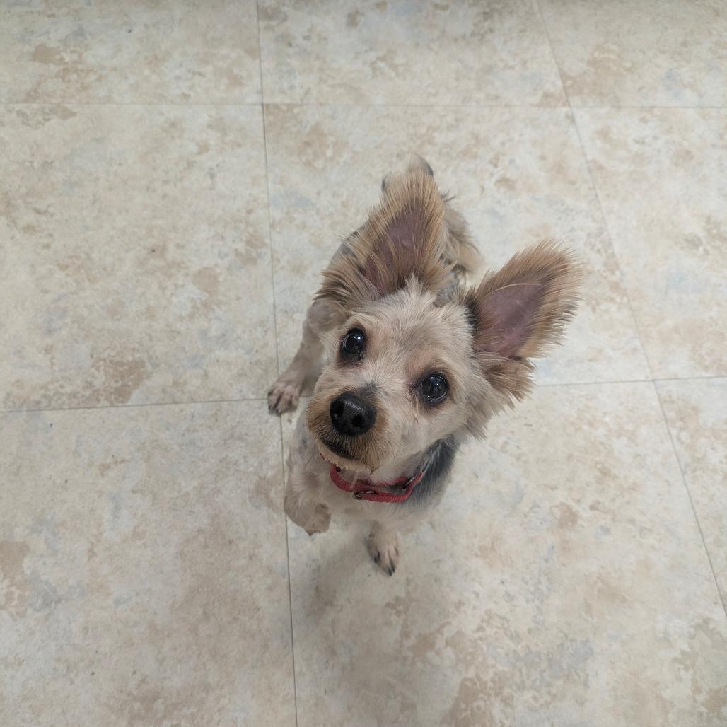 A senior small-sized male Yellow / Tan / Blond / Fawn Yorkshire Terrier dog named Squirtle for adoption in East Smithfield , PA