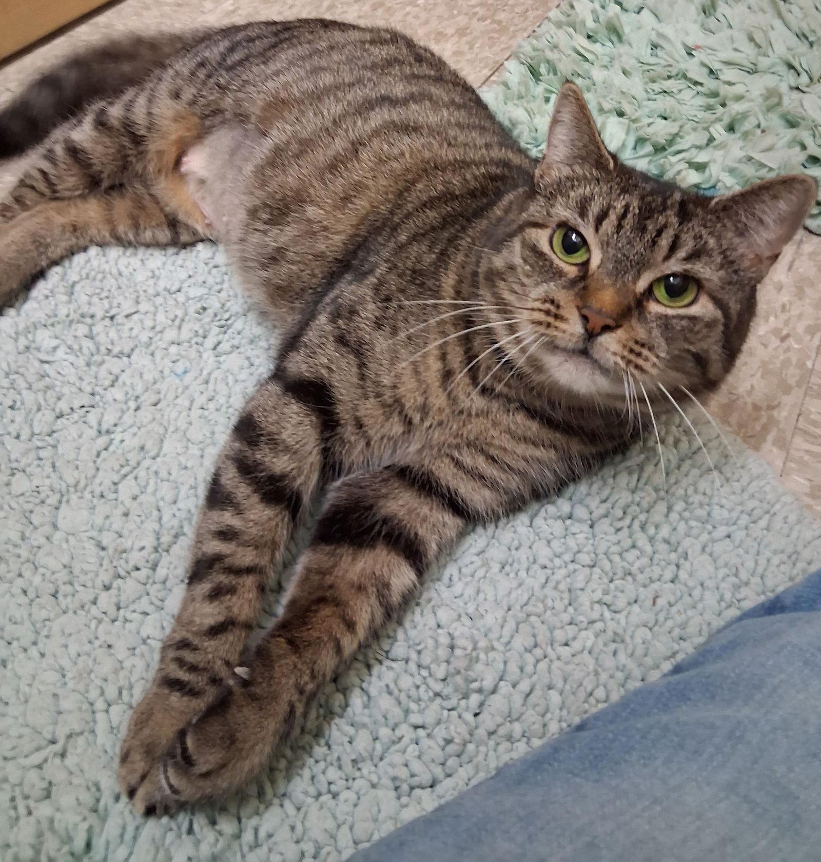 An adult medium-sized female Tabby cat named Chamber @ Medina Petsmart for adoption in Cuyahoga Falls, OH