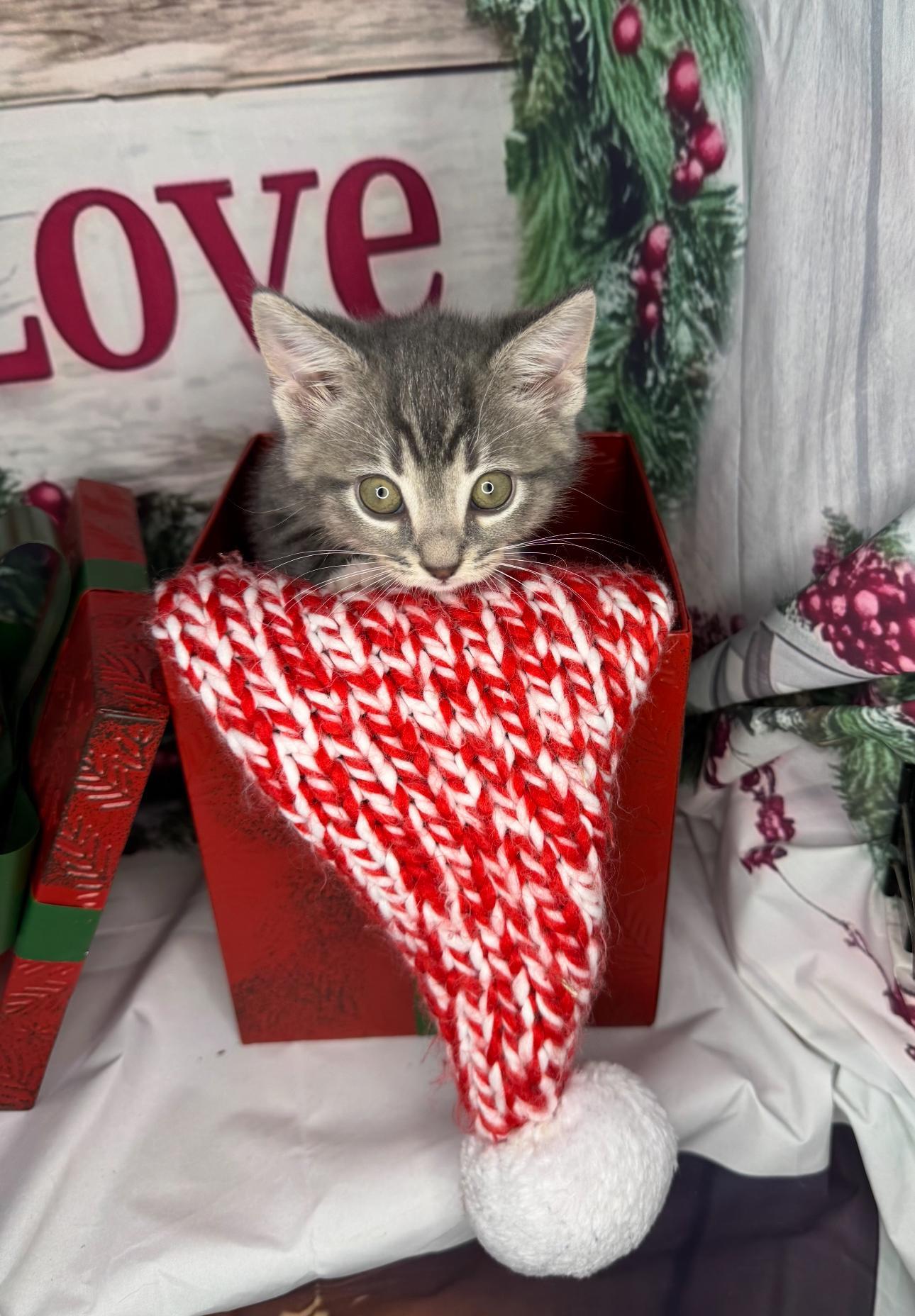 Cookie Dough photo 1