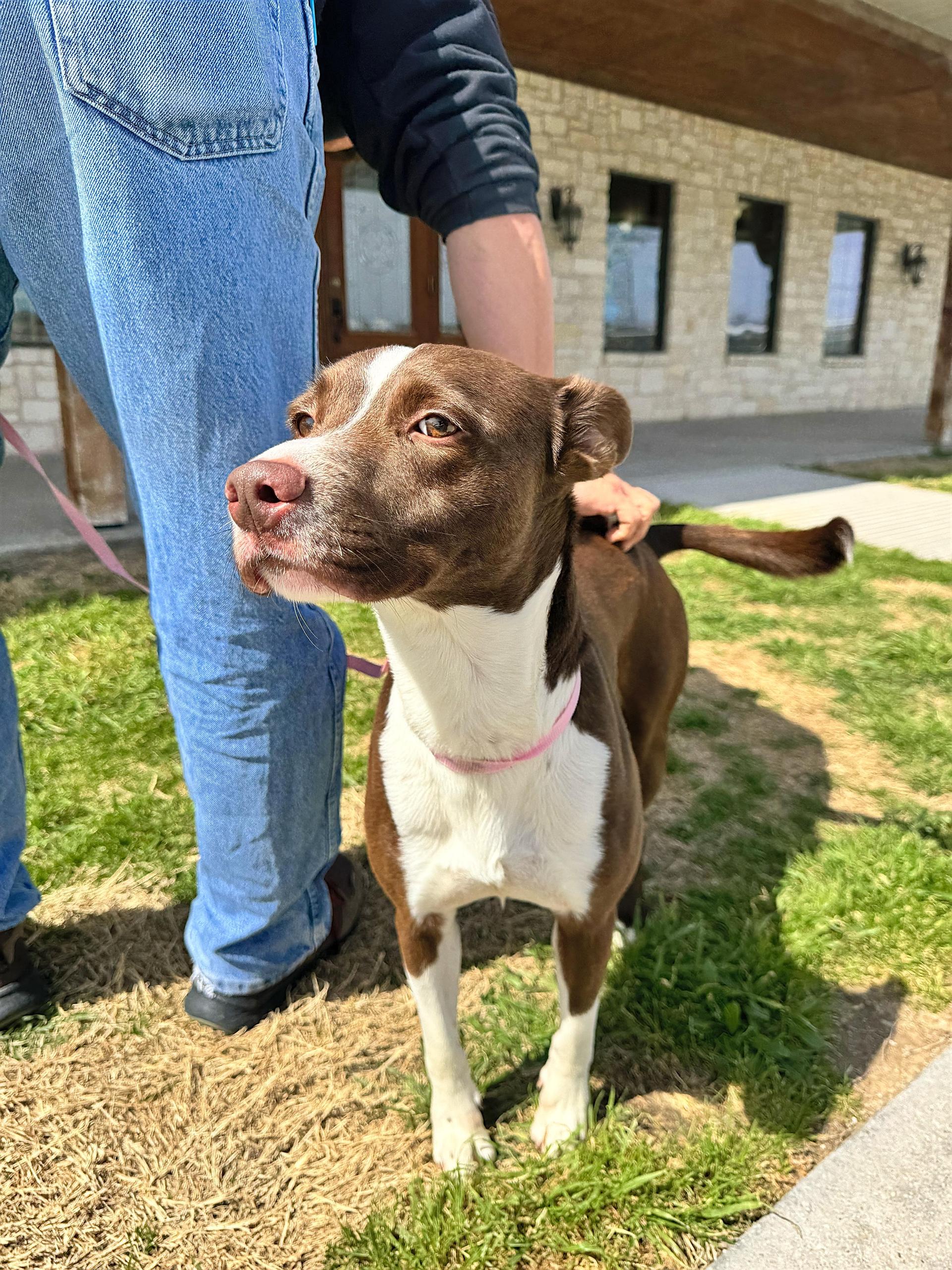 A young medium-sized male Bicolor Border Collie dog named Cooper for adoption in Haslet, TX