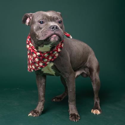 An adult medium-sized male Pit Bull Terrier dog named Bonko for adoption in Atlanta, GA