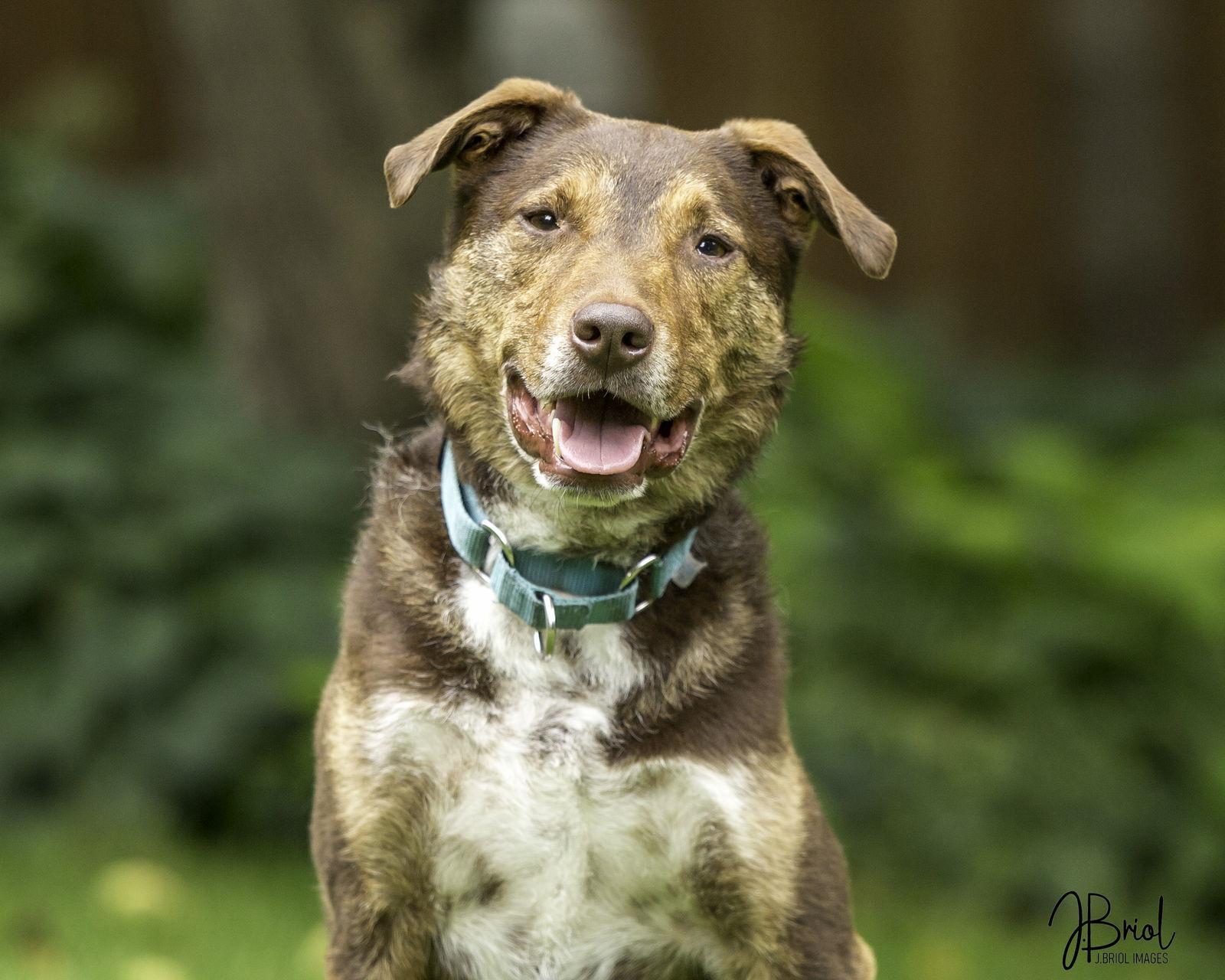 An adult large-sized male Australian Cattle Dog / Blue Heeler dog named Roko D for adoption in minneapolis, MN