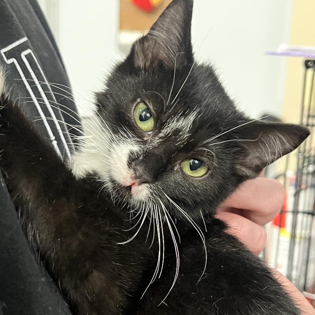 A baby small-sized female Black Domestic Short Hair cat named Crow In Rockville for adoption in Alexandria, VA