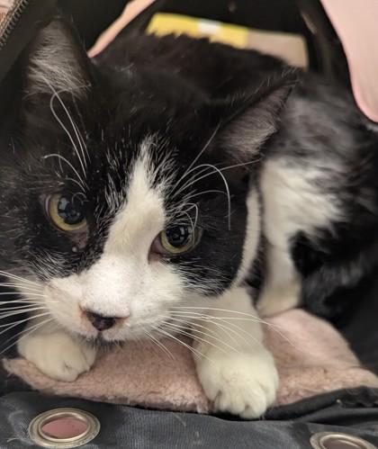 A senior large-sized male Domestic Short Hair cat named Penguin Max for adoption in Atlanta, GA