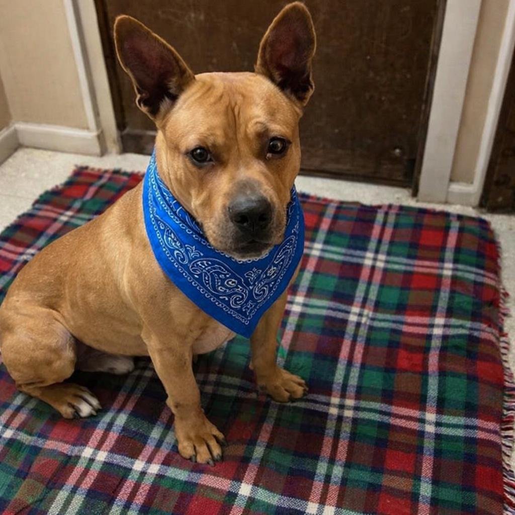 English Bull Dog Mix