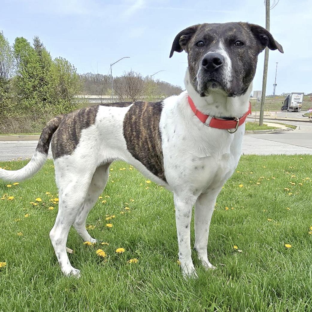 A young large-sized female Brindle Mixed Breed dog named Penny for adoption in Longview, TX
