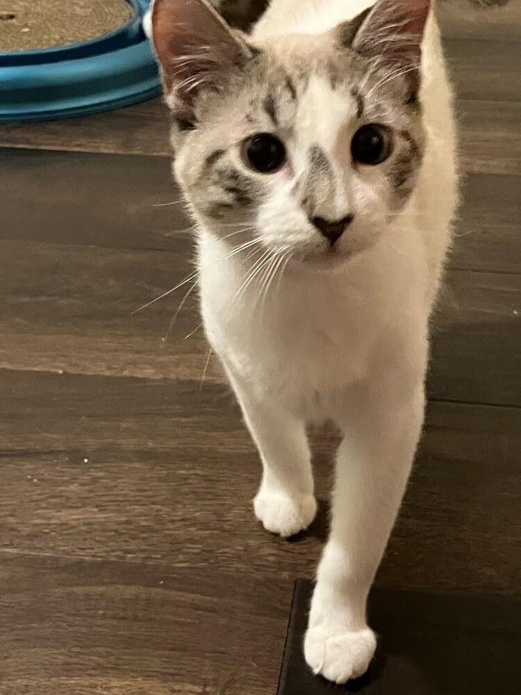 Marceline The Vampire Queen