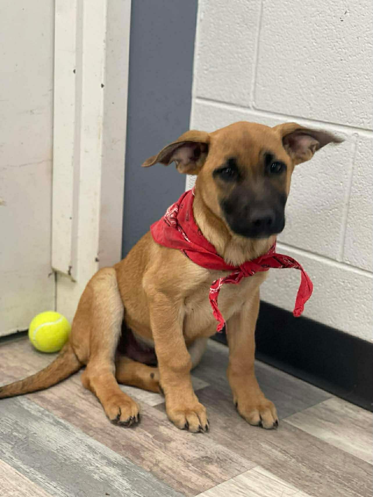 Josh The Shepherd Puppy
